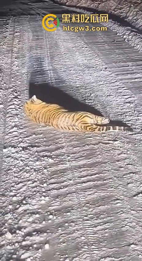 司机遇东北虎赖在公路上，喇叭按了几遍，结果虎王连动都不动，这哪是动物简直是路霸！