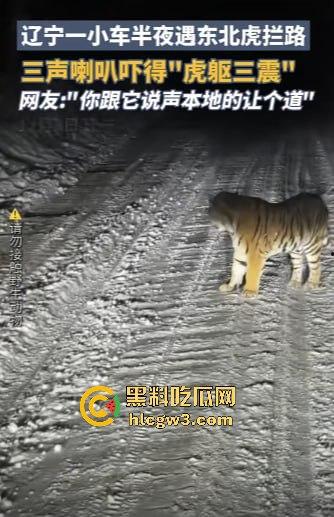 司机遇东北虎赖在公路上,喇叭按了几遍,结果虎王连动都不动,这哪是动物简直是路霸!-2