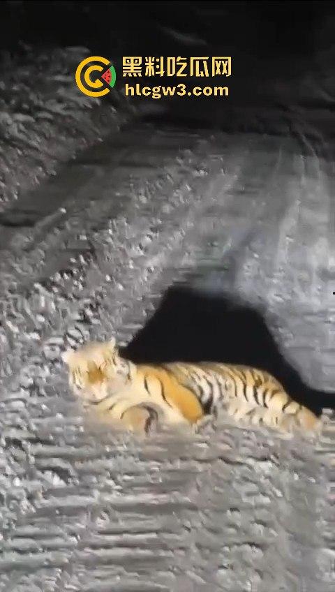 司机遇东北虎赖在公路上,喇叭按了几遍,结果虎王连动都不动,这哪是动物简直是路霸!-3