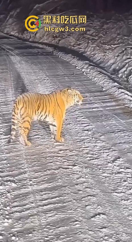 司机遇东北虎赖在公路上,喇叭按了几遍,结果虎王连动都不动,这哪是动物简直是路霸!-4