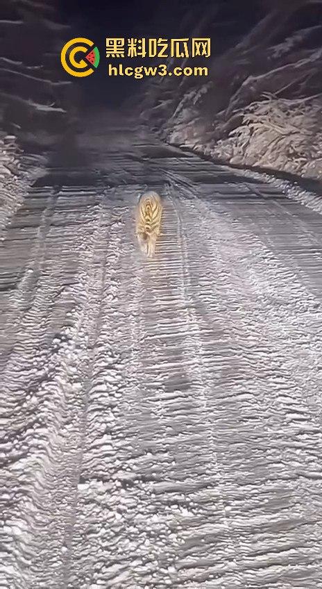 司机遇东北虎赖在公路上,喇叭按了几遍,结果虎王连动都不动,这哪是动物简直是路霸!-5