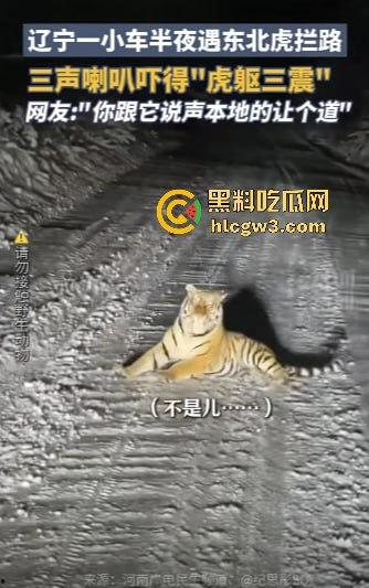 司机遇东北虎赖在公路上,喇叭按了几遍,结果虎王连动都不动,这哪是动物简直是路霸!-6