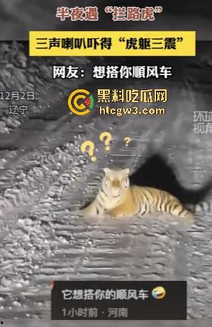 司机遇东北虎赖在公路上,喇叭按了几遍,结果虎王连动都不动,这哪是动物简直是路霸!-7