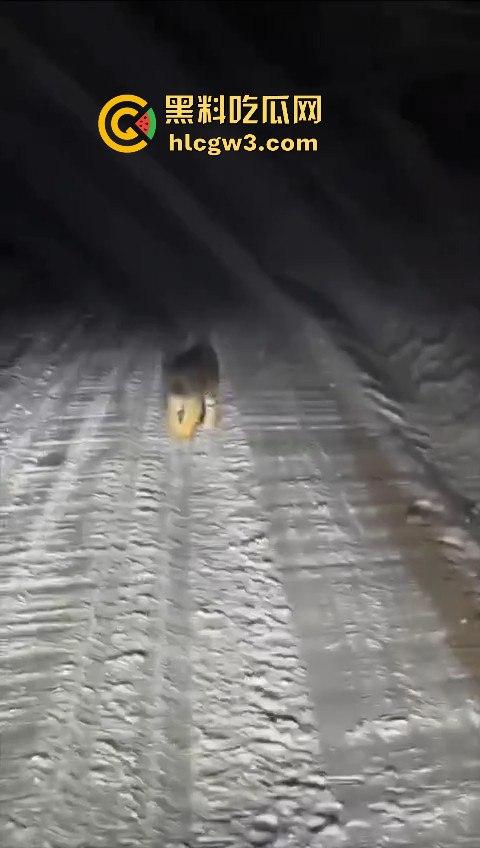 司机遇东北虎赖在公路上,喇叭按了几遍,结果虎王连动都不动,这哪是动物简直是路霸!-9