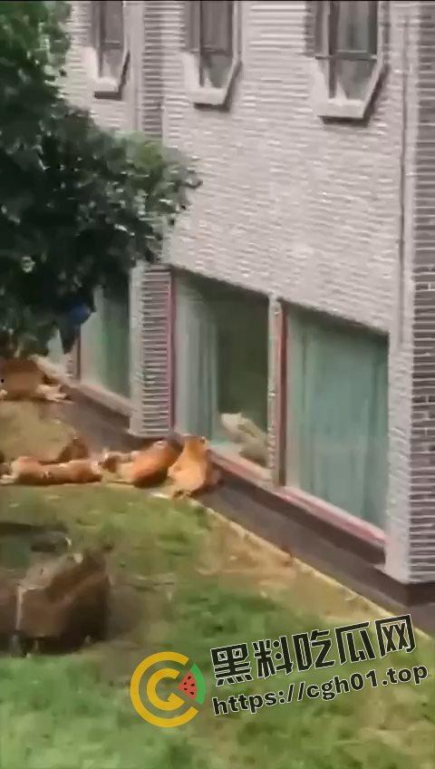 江苏南通动物园酒店!老虎遇上骚逼都懵逼 这是谁的臭母狗赶紧领走-3