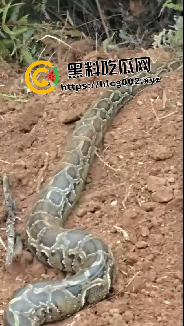爷爷真被蛇精抓走了！网友清明上坟发现大蟒蛇躺在爷爷棺材 这下真的是蛇精还我爷爷了-5
