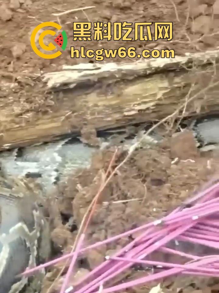 广西迁坟扫墓 棺材内惊现大蟒蛇 尸体被吃光 场面毛骨悚然 果然恐怖电影都源于现实啊！-2