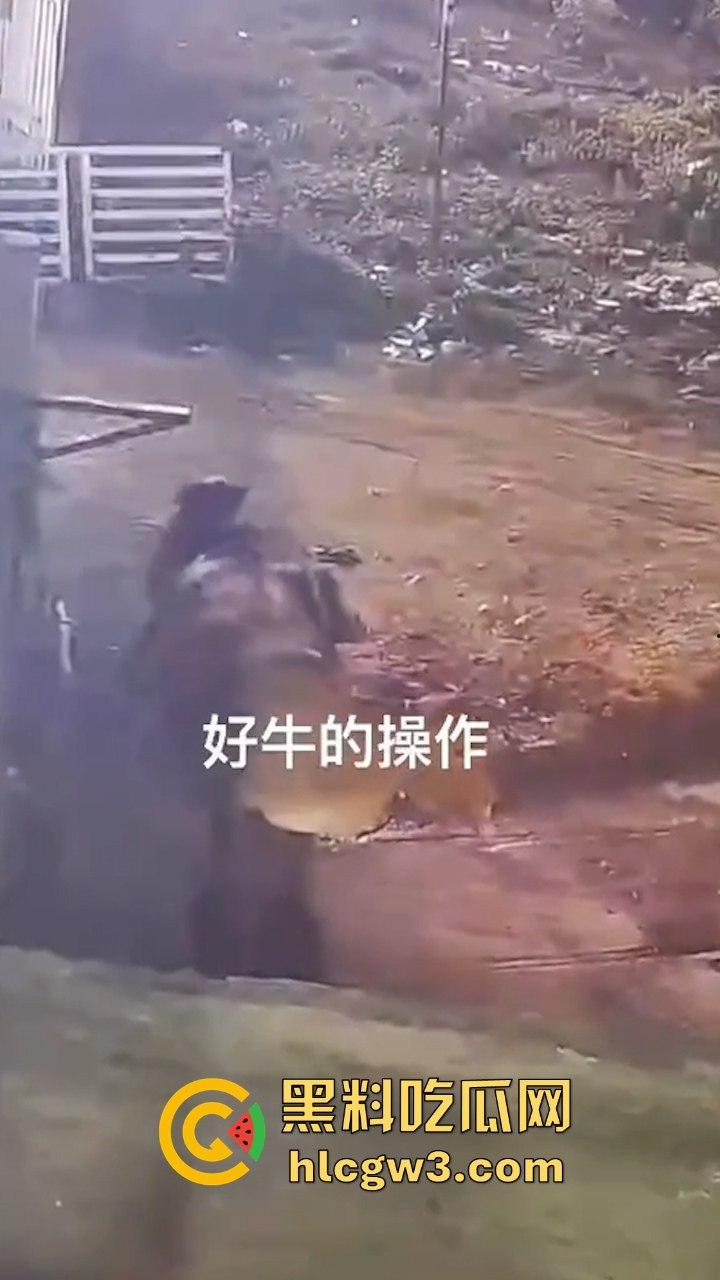 真实操兽:饥渴小哥不吹牛逼操牛逼 拔屌暴插大母牛 省钱免费逼还大 论狠人你是第一人!-4