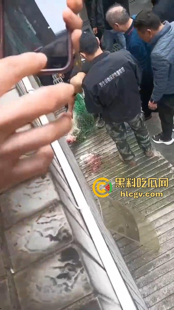 网友投稿浙江建德新安江惊现大野猪!早上9点横冲直撞,场面惊险万分!-1