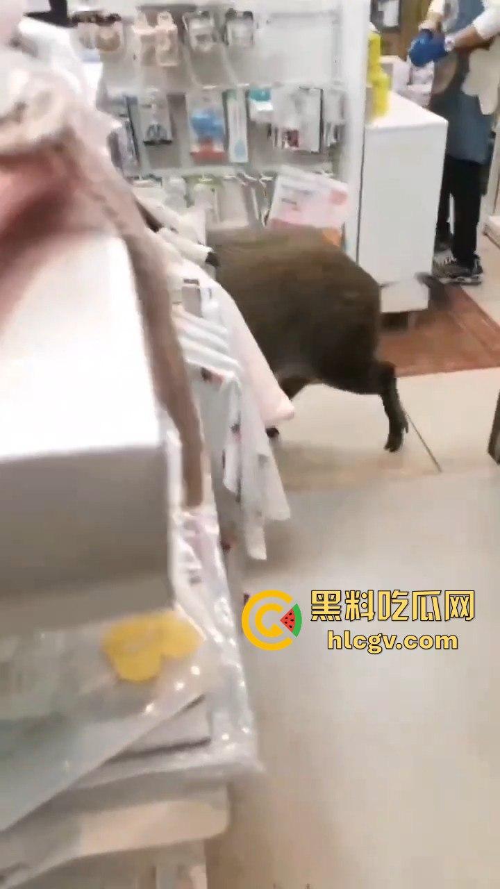 网友投稿浙江建德新安江惊现大野猪!早上9点横冲直撞,场面惊险万分!-2