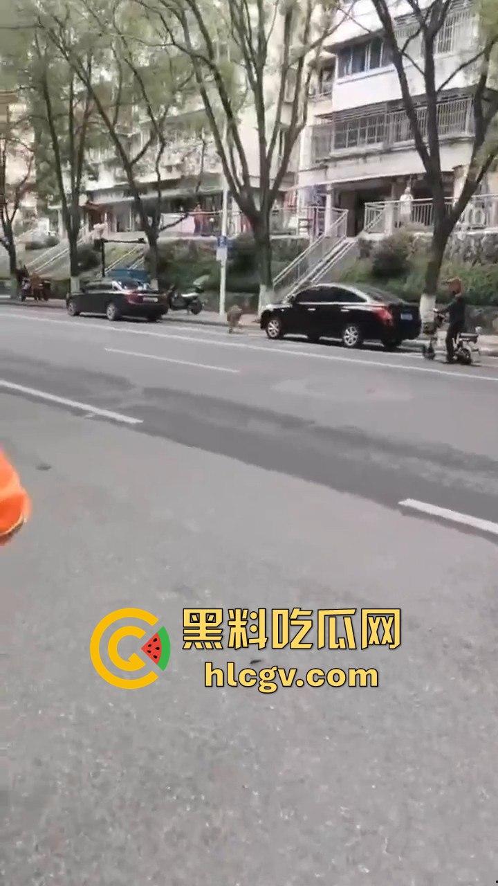 网友投稿浙江建德新安江惊现大野猪!早上9点横冲直撞,场面惊险万分!-6