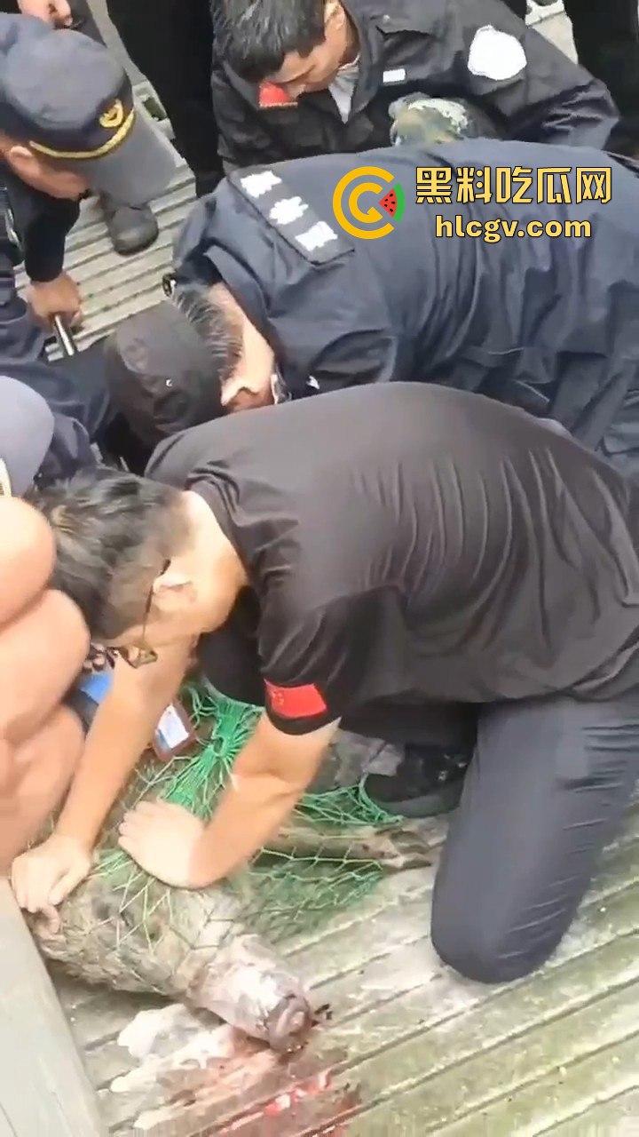 网友投稿浙江建德新安江惊现大野猪!早上9点横冲直撞,场面惊险万分!-9